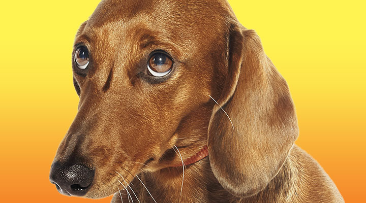 Debate It: Should Restaurants Allow Dogs?