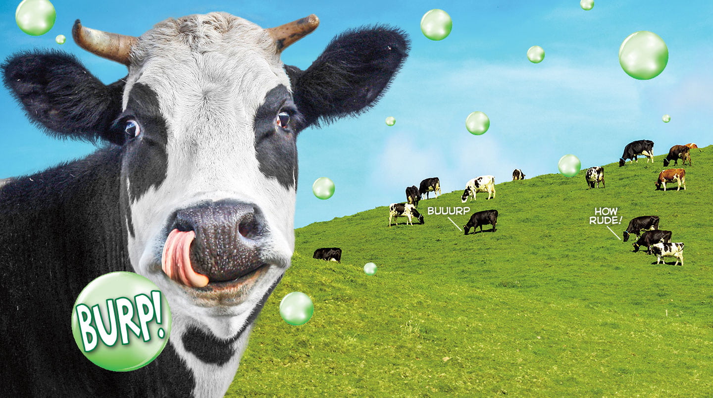 Cows burping in a grassy field.