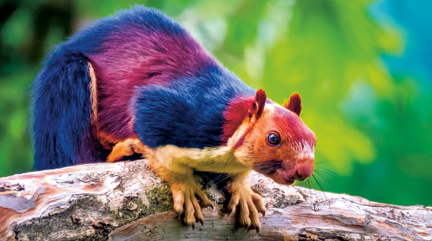 A Rainbow Squirrel