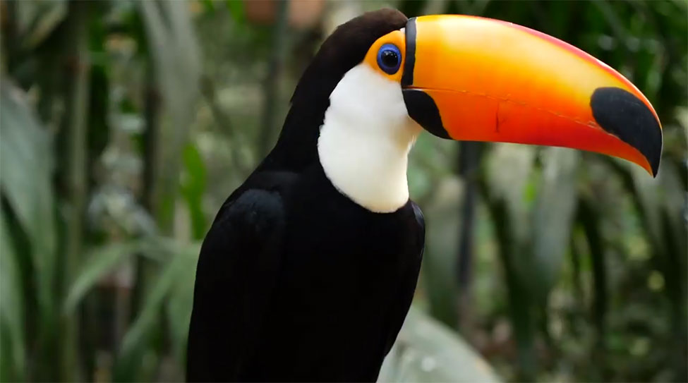 A toucan has a black and white body with a large colorful beak.