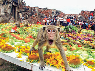 Monkeys eat on a table piled with fruits, vegetables, and flowers.