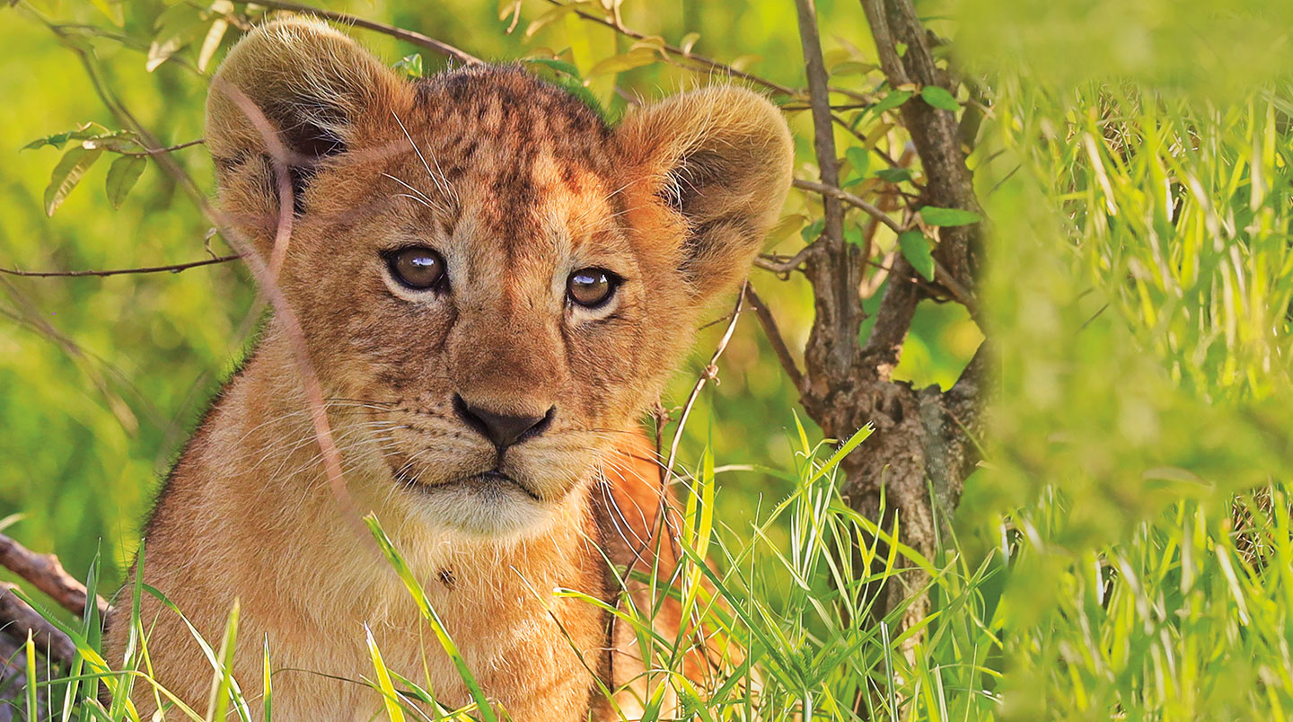 A lion cub sits in the grass.