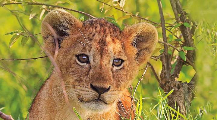 A lion cub sits in the grass.