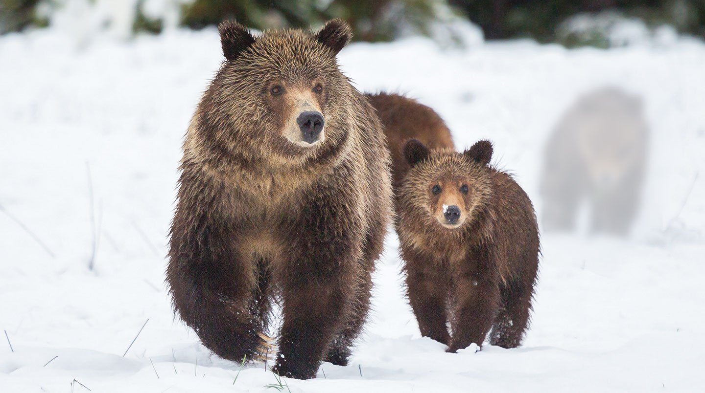 A grizzly bear and its cub in the snow.