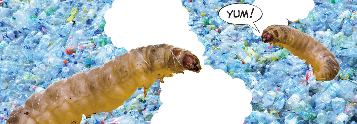 Two caterpillars on a pile of plastic bottles. One says, yum!