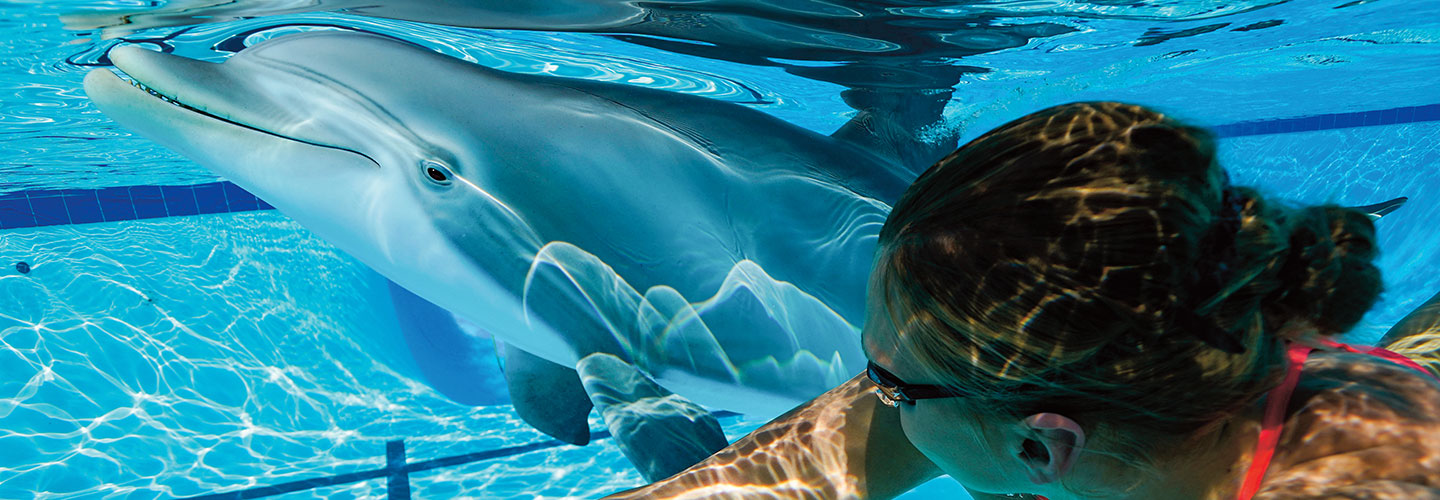 A woman swims next to a robot dolphin which looks real.
