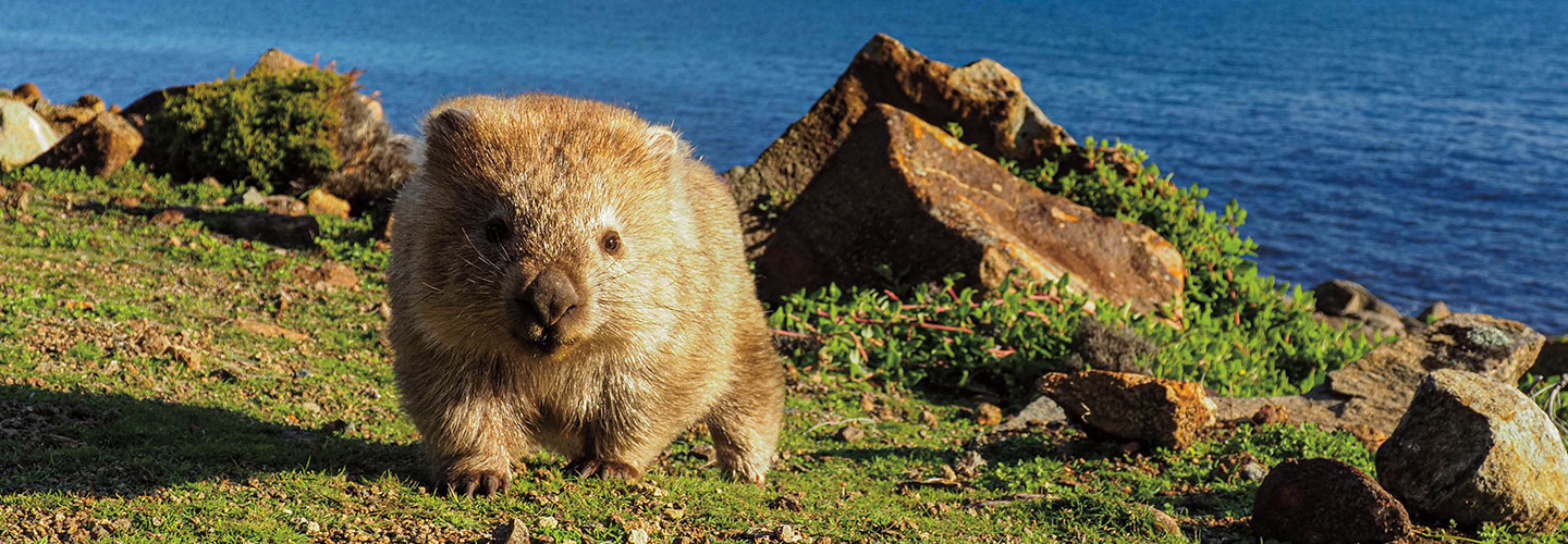 A wombat is small, round, and fluffy.