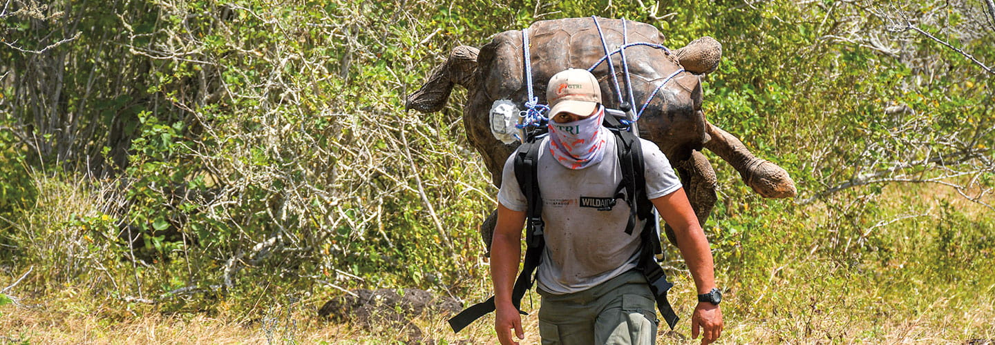 A man carries a giant tortoise strapped to his back.