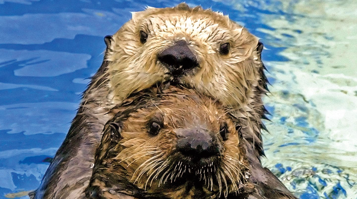 baby sea otter