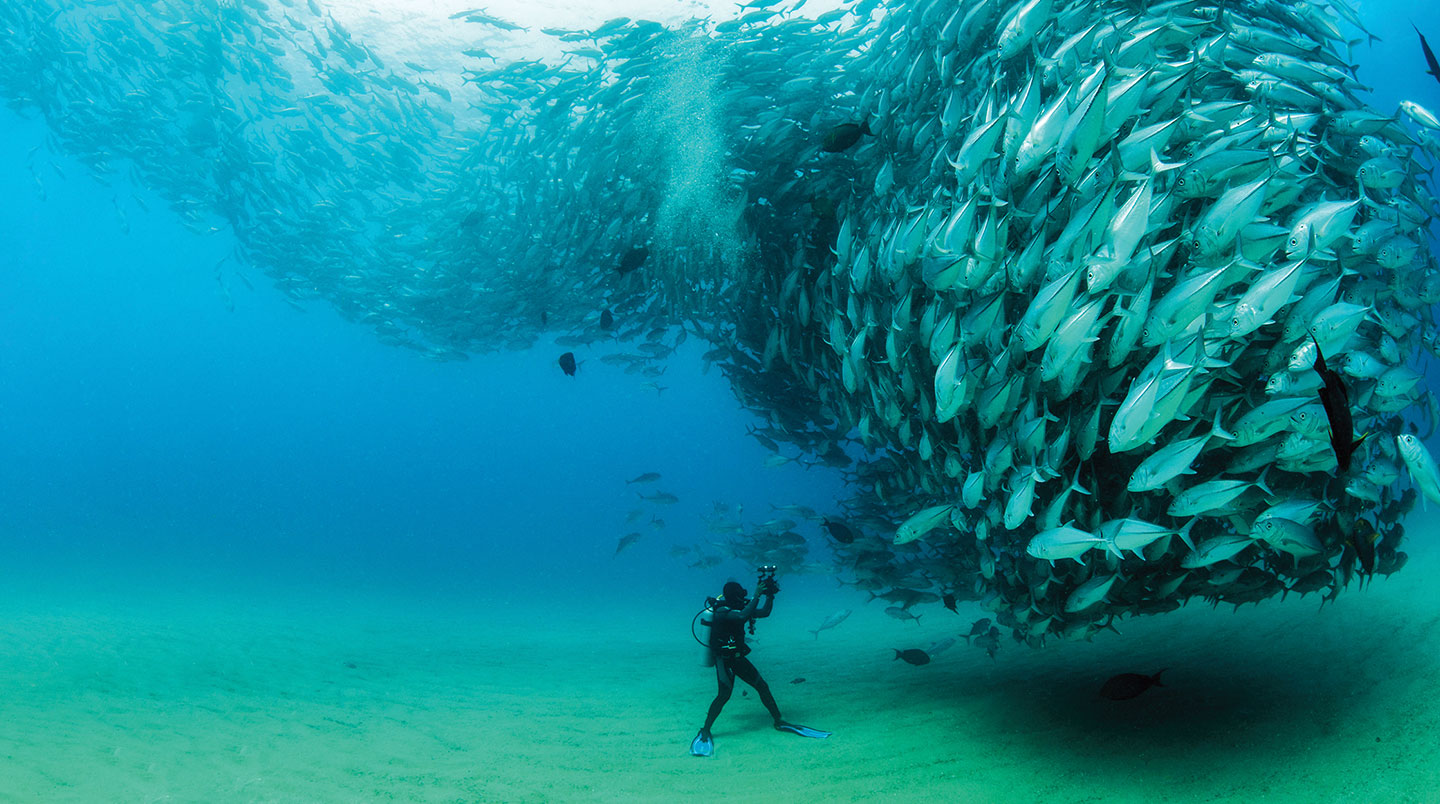 A scuba diver photographs a large school of fish.