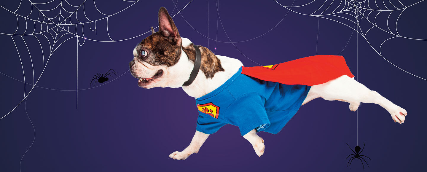 A dog wears a superman costume and cape.