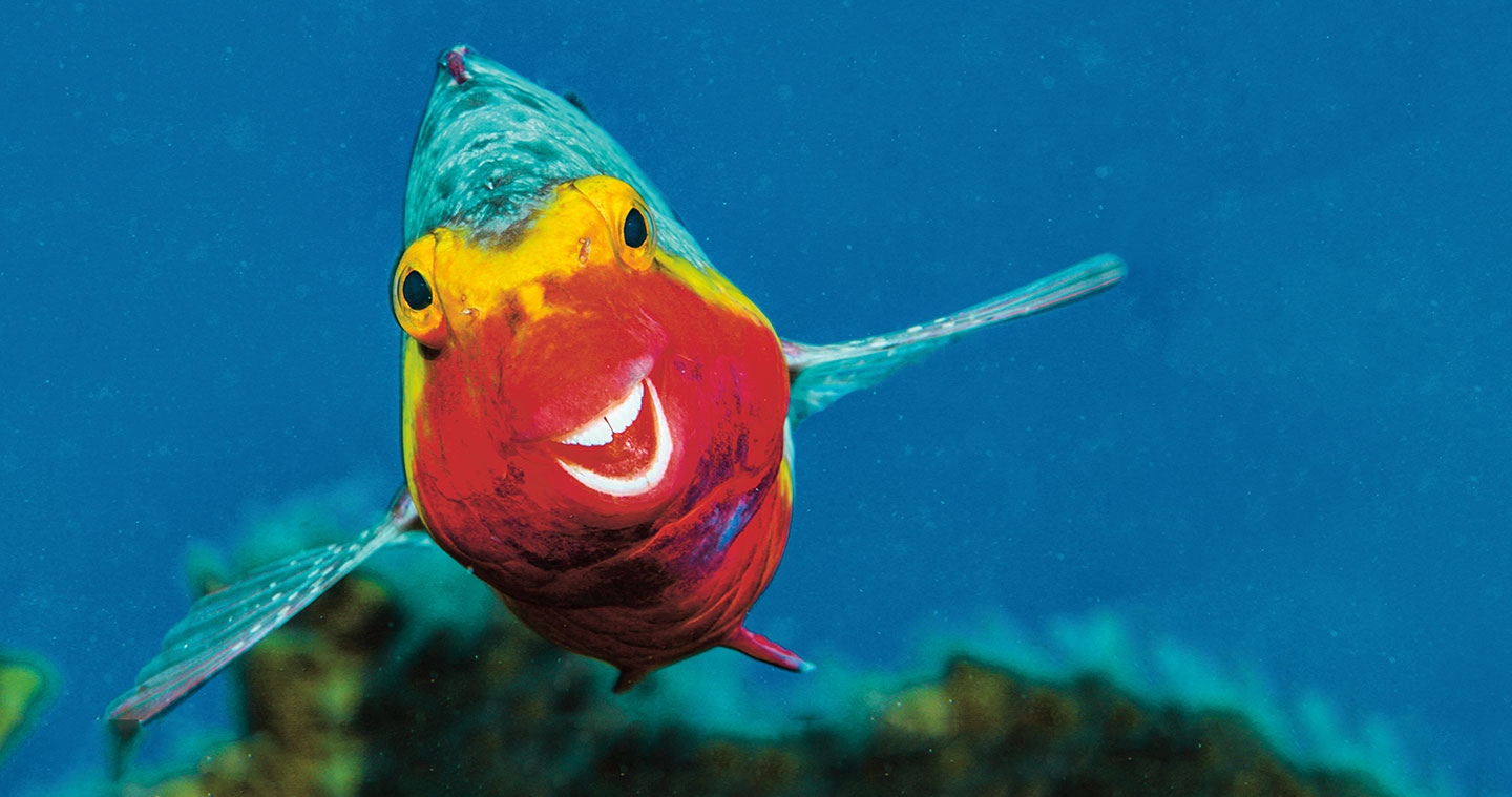 A parrot fish looks like it has a toothy smile.