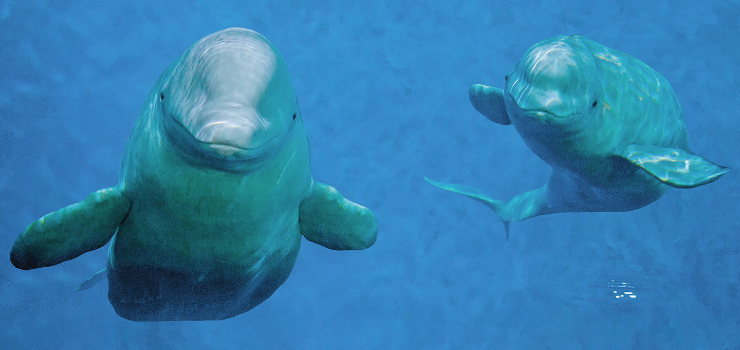Two beluga whales look like they are smiling