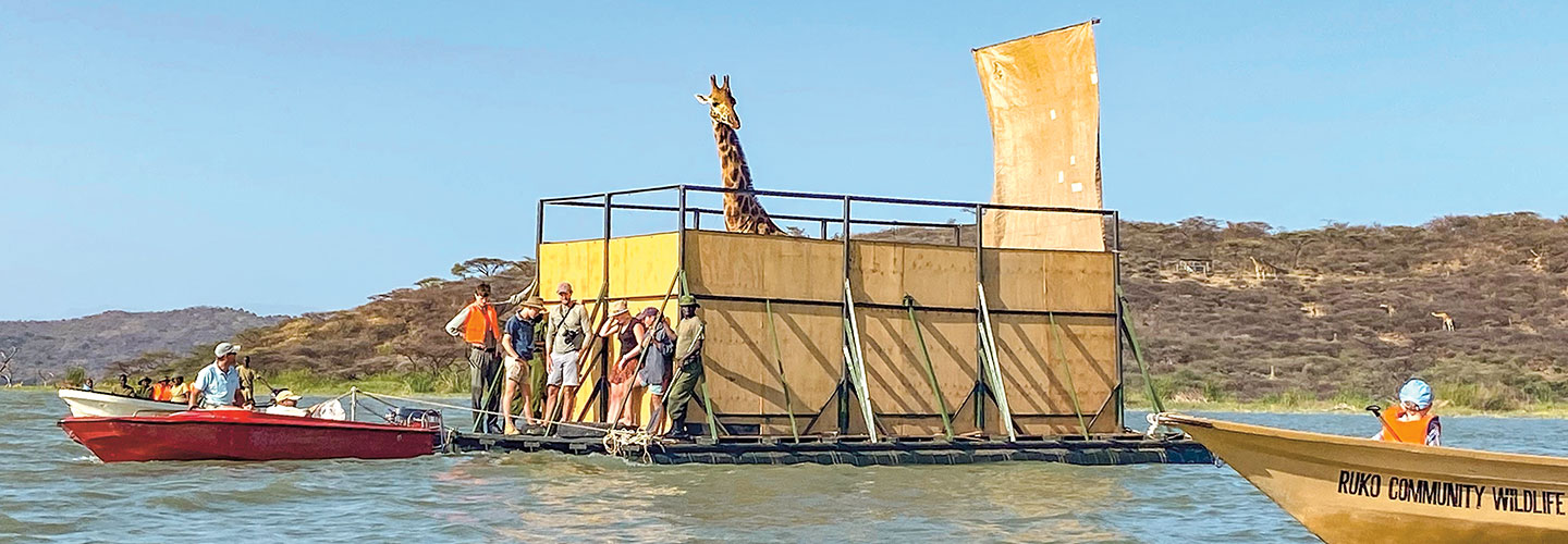 Giraffe being rescued in a raft.