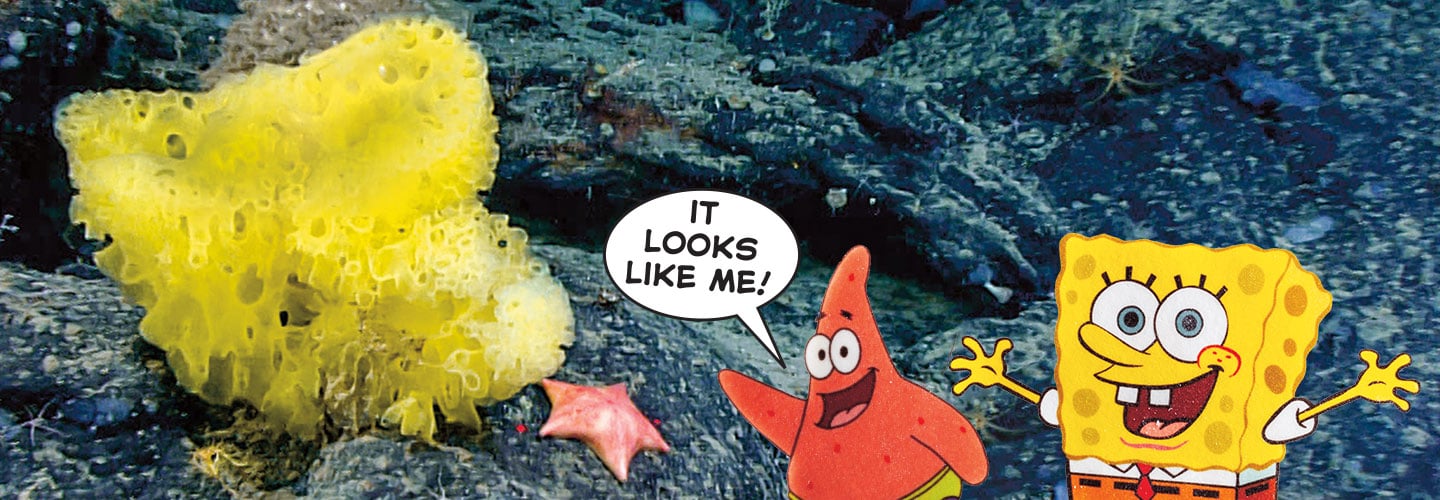 Sea Sponge and Sea Star Resemble SpongeBob, Patrick Star in NOAA Photo