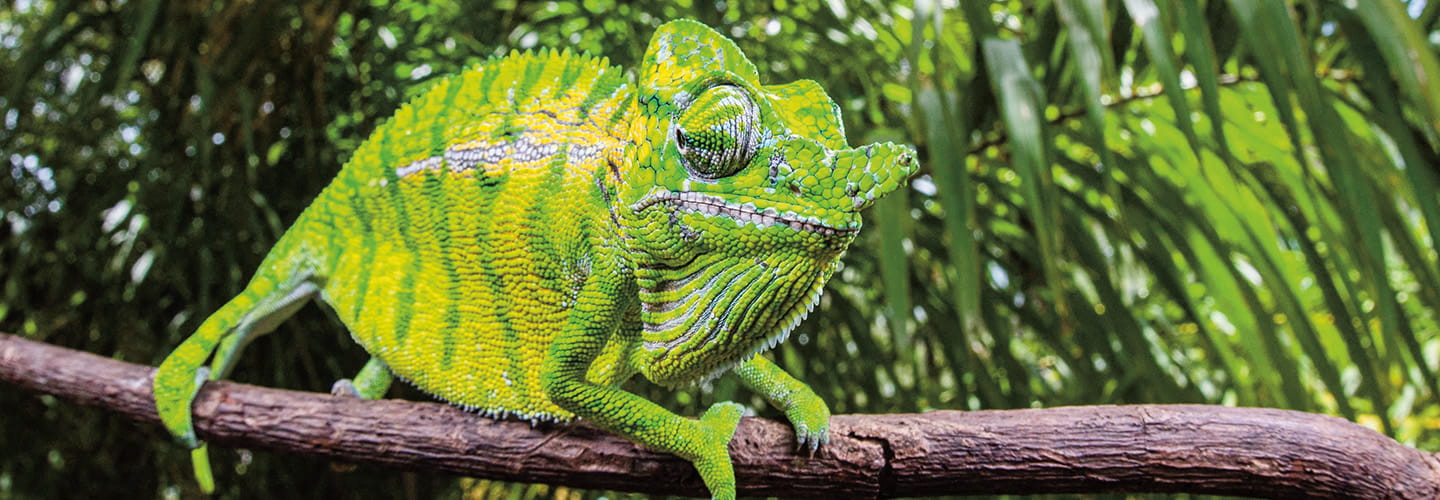 How This Chameleon Got Lost And Found Again