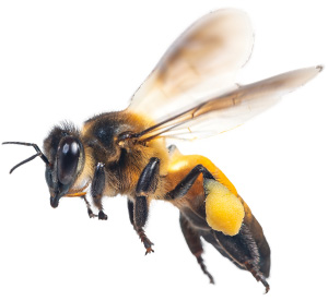 Ten Things To Know About Bees – FIT Newsroom