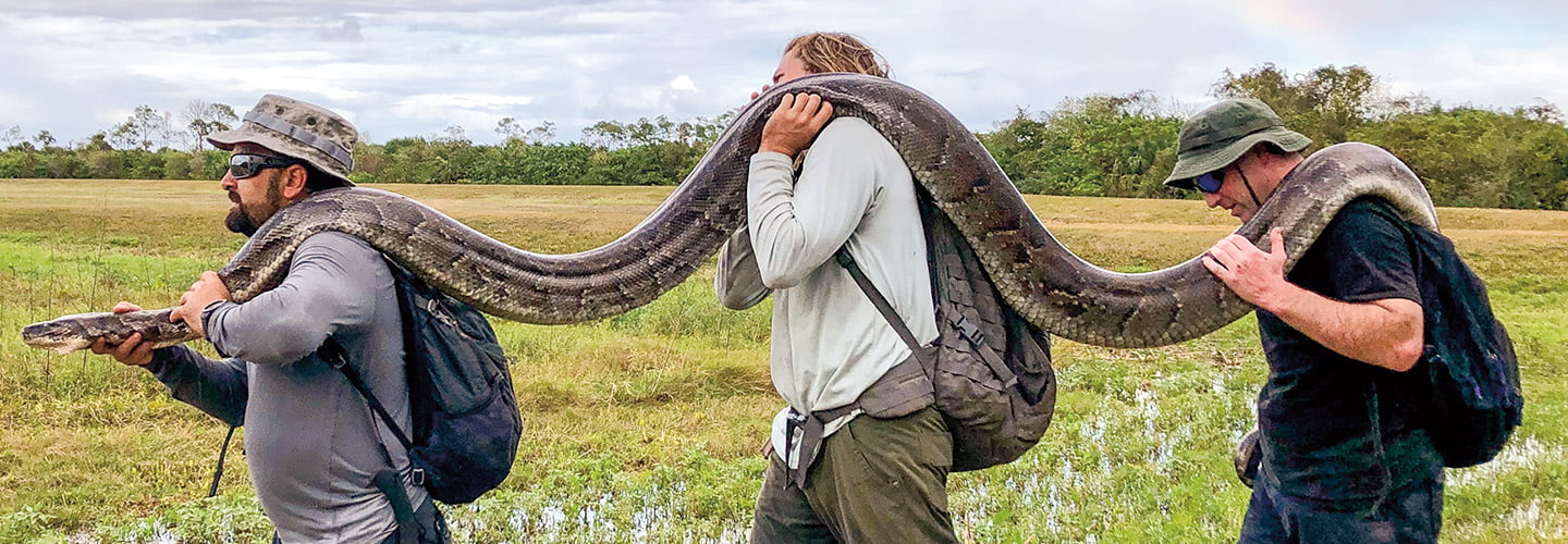 Three people walking while carrying a python