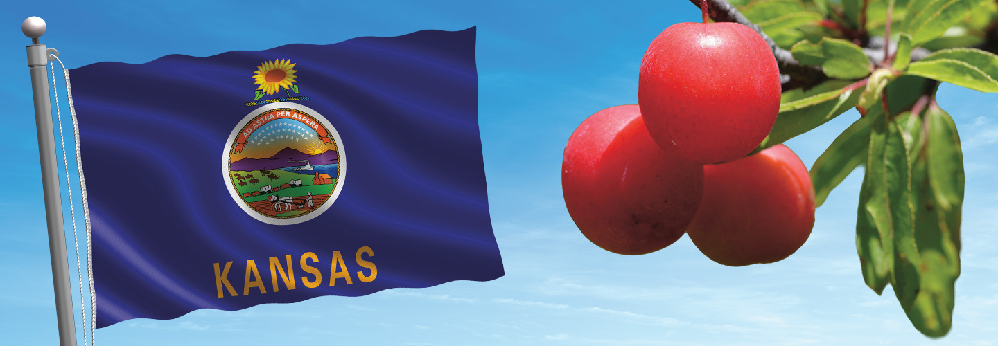Image of the Kansas flag and the official fruit of Kansas
