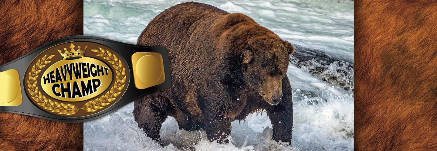 Image of a brown bear standing in a river next to an illustration of a heavyweight champ belt