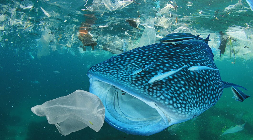 Image of a whale shark swimming underwater and about to swallow plastic