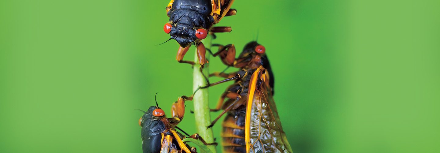 Image of three colorful insects gathered on a plant
