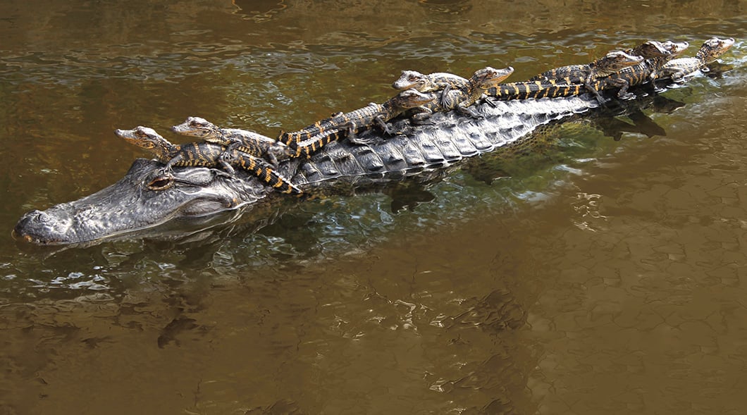 Photo of an adult crocodile with a large group of baby crocodiles on its back