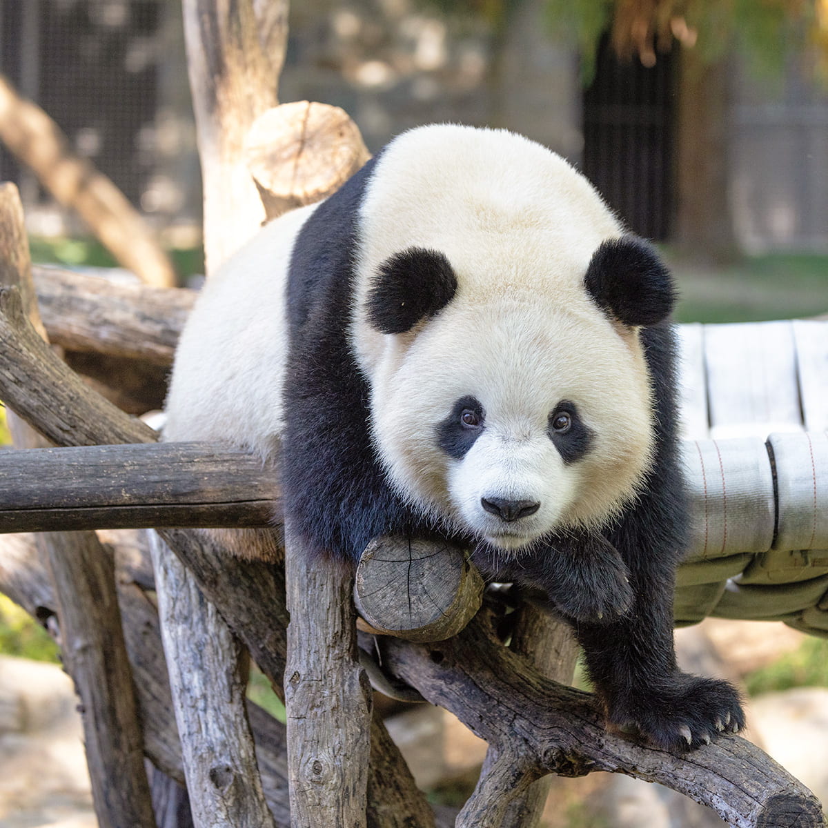 Welcome, Pandas!