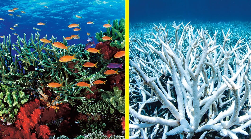 Left: fish swimming along a colorful reed. Right: white corals grouped in the water