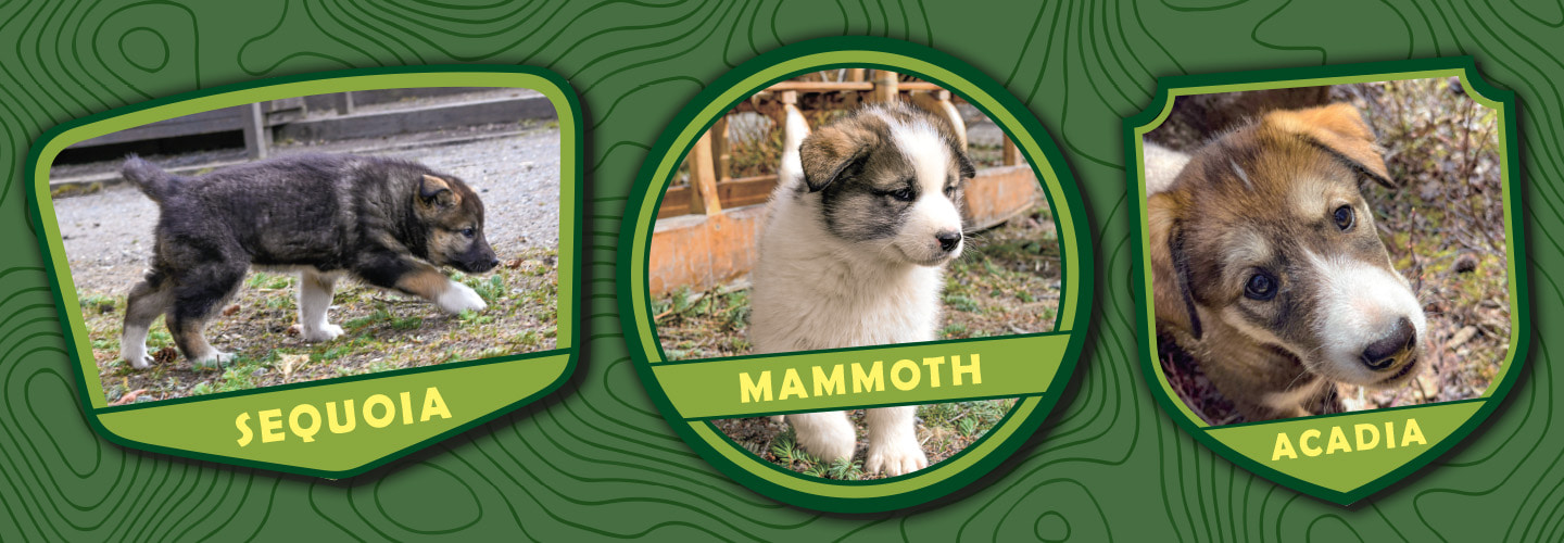 Three puppies named Sequoia, Mammoth, and Acadia each appear in a separate badge-style frame