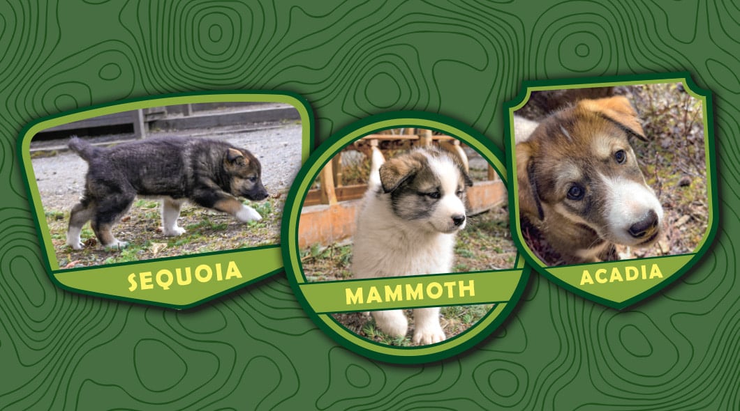 Three puppies named Sequoia, Mammoth, and Acadia each appear in a labeled badge