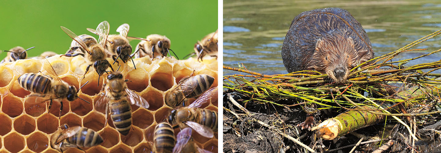 Two images show a group of honeybees on a honeycomb and a beaver that carries branches near water