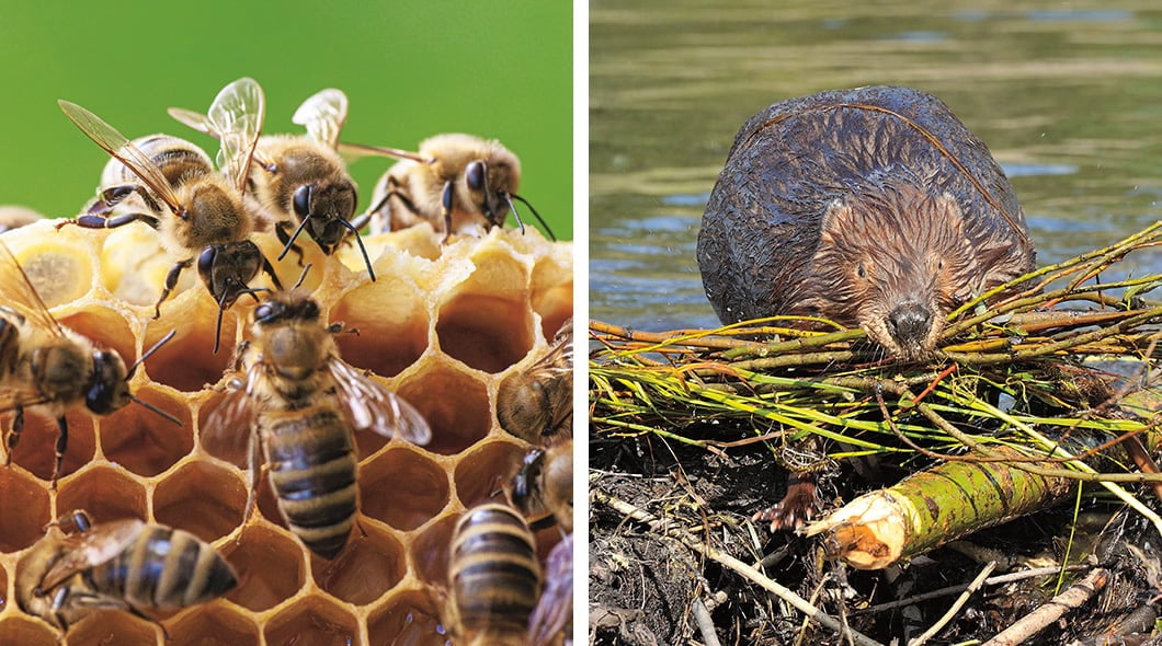 Two images show animals that build structures: bees on a honeycomb and a beaver with sticks and branches