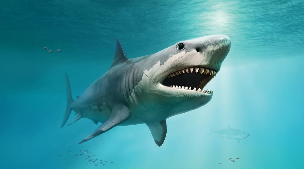 A large shark swims toward the viewer with its mouth open, revealing rows of teeth