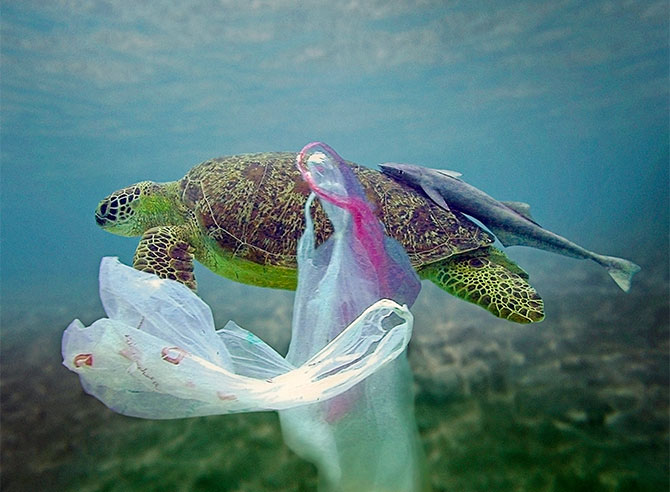 How To Save Sea Animals From Plastic