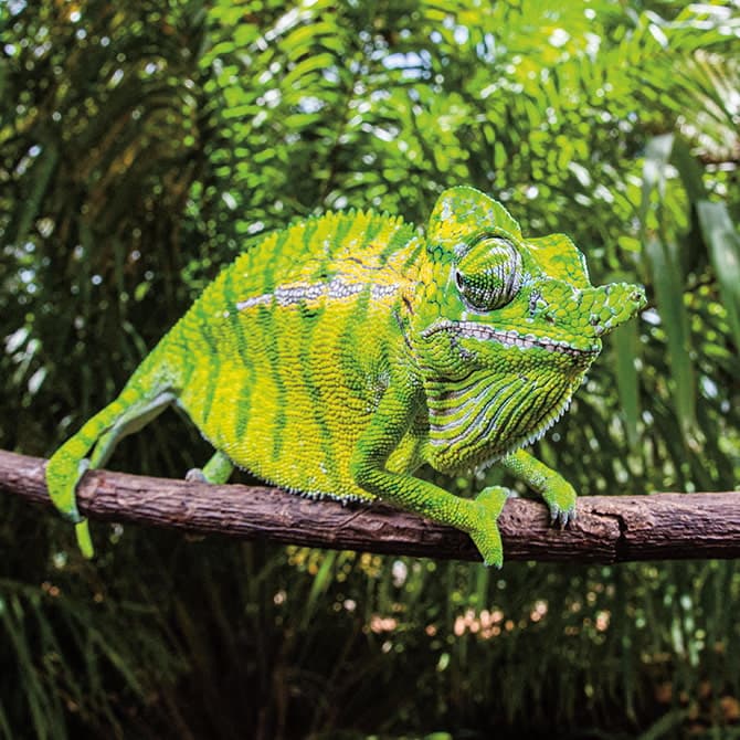 Scientists find Madagascar chameleon last seen 100 years ago