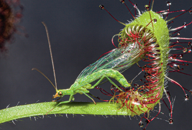 Killer Plants Life Science Article for Students | Scholastic SuperScience  Magazine